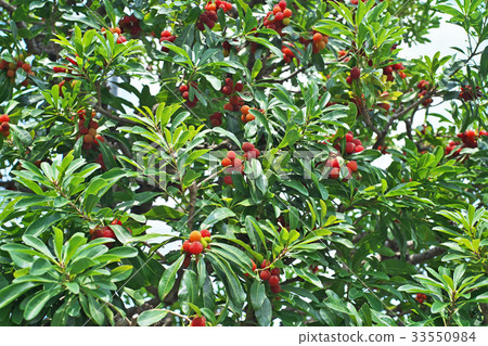 Yamamomo fruits that turned red 33550984