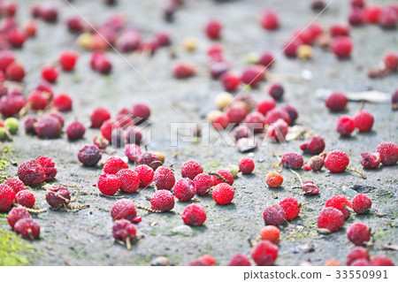 A ripe and fallen red bayberry fruit A ripe and fallen red bayberry fruit 33550991