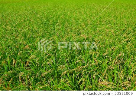 Late summer rice fields b wide-angle Late summer rice fields b wide-angle 33551009
