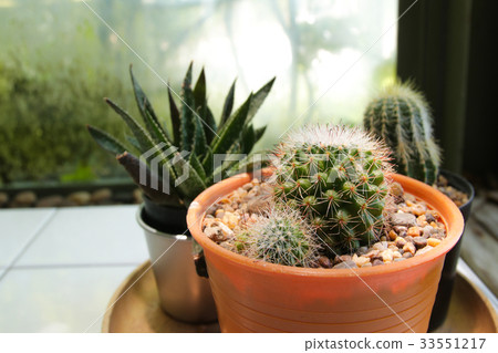 Beautiful Cactus In Pot For Home Decorate Stock Photo 33551217