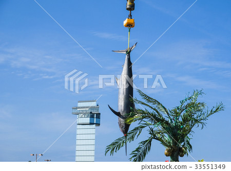 Fishing Fishing Squid Tuna Ibaraki Building Fishing Tournament 33551349