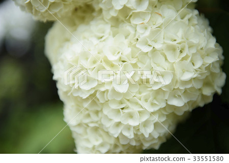 Kashiwaba hydrangea harmony 33551580