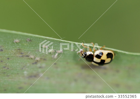 Creatures Insect He is eating a meal. A place that has a pretty face and eats prey Creatures Insect He is eating a meal. A place that has a pretty face and eats prey 33552365