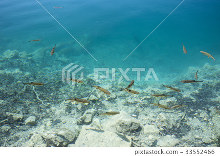 湖和魚 33552466