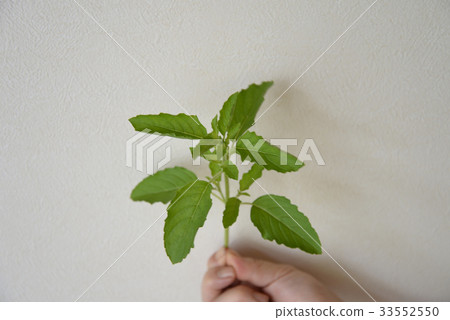 Holy basil 33552550