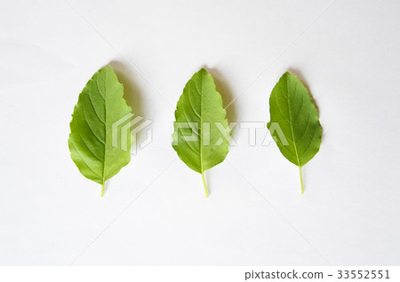 聖羅勒 聖羅勒 33552551