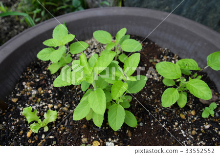 Kitchen garden red basil 33552552