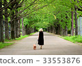 銀杏綠樹成蔭與我的狗一起散步 33553876