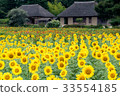 向日葵領域和盛大的老房子 33554185