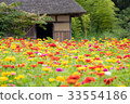 百日菊屬領域和盛開的老房子 33554186
