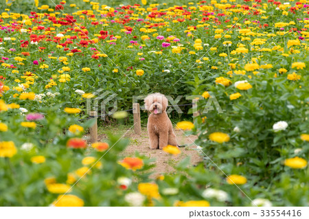 百日草領域玩具貴賓犬 百日草領域玩具貴賓犬 33554416