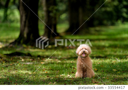 Sunbeams ~ Toy Poodle 33554417