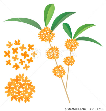 Osmanthus 33554746