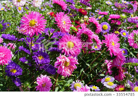 美麗多彩多姿的翠菊 美麗多彩多姿的翠菊 33554785