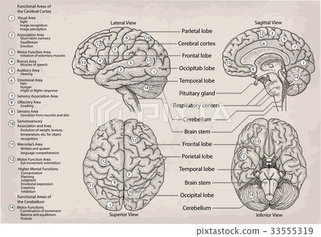 Anatomical human Brain Medicine illustration 33555319