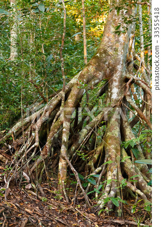 Rainforest in Masoala, Madagascar wilderness 33555418