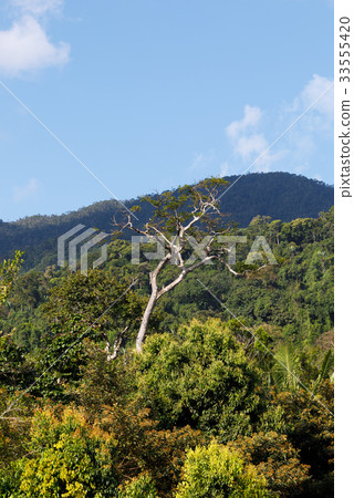 Rainforest in Masoala national park, Madagascar 33555420