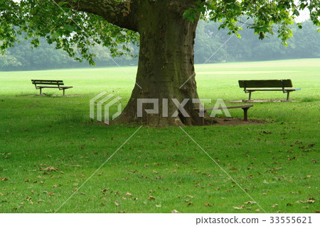 Richmond Park, London, United Kingdom 33555621