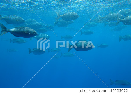 Fish, Cairns, Australia 33555672