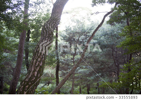 松,慶州,慶北 松,慶州,慶北 33555893