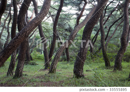 Pine, Gyeongju, Gyeongbuk 33555895