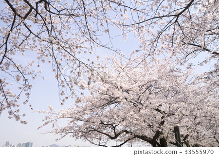 櫻桃樹 櫻桃樹 33555970