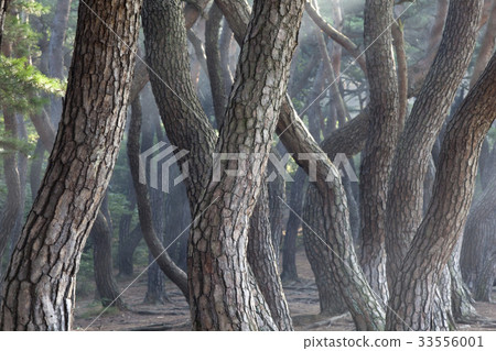 Pine, Gyeongju, Gyeongbuk 33556001