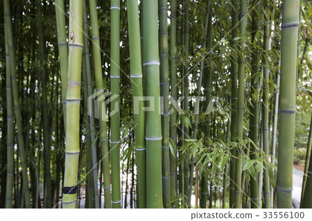 Bamboo，Beomeosa，Geumjeong-gu，Busan 33556100