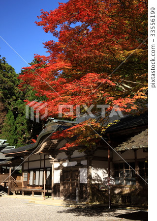 Autumn leaves of Mt. Hiei Yokogawa 33556199