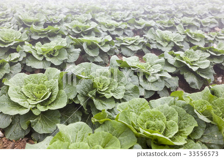 Chinese cabbage field, Anbendegi, Wangsan-myeon, Gangneung-si, Gangwon-do 33556573