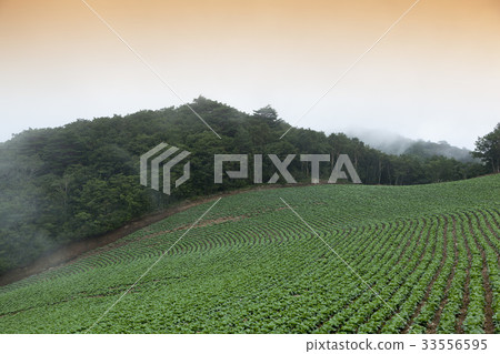 大白菜田,Anbendegi,Wangsan-myeon,江陵市,江原道 大白菜田,Anbendegi,Wangsan-myeon,江陵市,江原道 33556595