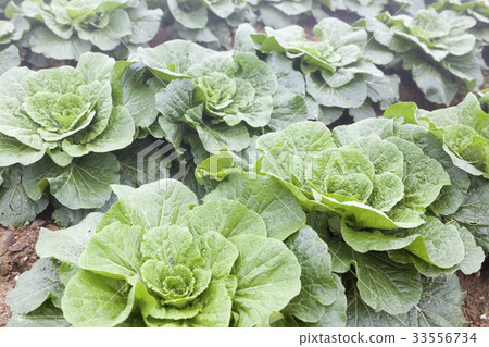 Chinese cabbage field, Anbendegi, Wangsan-myeon, Gangneung-si, Gangwon-do Chinese cabbage field, Anbendegi, Wangsan-myeon, Gangneung-si, Gangwon-do 33556734