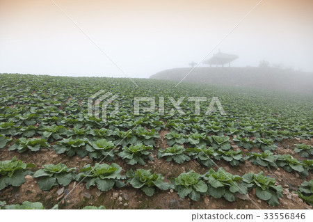 Chinese cabbage field, Anbendegi, Wangsan-myeon, Gangneung-si, Gangwon-do 33556846