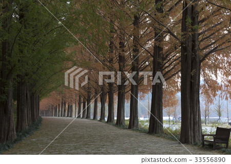 Metasequire, Damyang-gun, Jeonnam Metasequire, Damyang-gun, Jeonnam 33556890