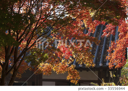 秋葉,協和飛機,全州韓屋村,全州,全北 秋葉,協和飛機,全州韓屋村,全州,全北 33556944