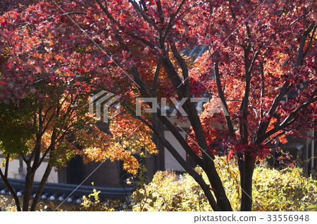 秋葉,協和飛機,全州韓屋村,全州,全北 秋葉,協和飛機,全州韓屋村,全州,全北 33556948