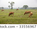 Ranch, Jeju Island 33556967