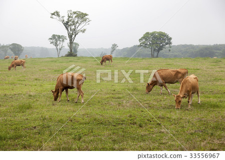 Ranch, Jeju Island 33556967