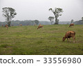 Ranch, Jeju Island 33556980