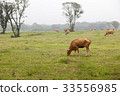 Ranch, Jeju Island 33556985