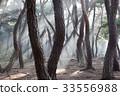 Pine, Gyeongju, Gyeongbuk 33556988