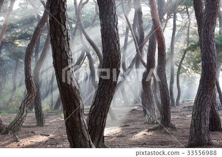 Pine, Gyeongju, Gyeongbuk 33556988