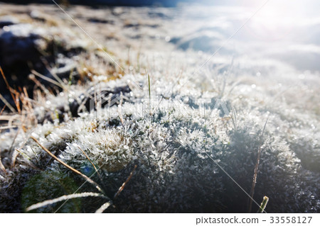 Frozen grass Frozen grass 33558127