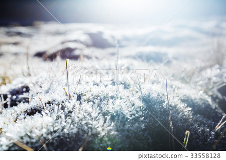 Frozen grass 33558128
