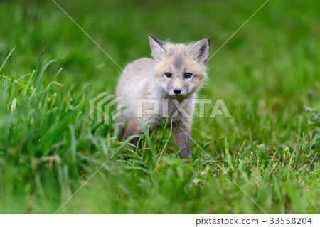 Fox cub in grass Fox cub in grass 33558204