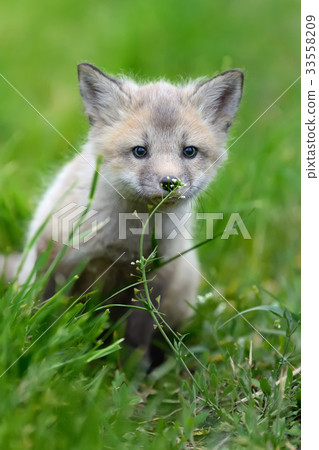 Fox cub in grass 33558209