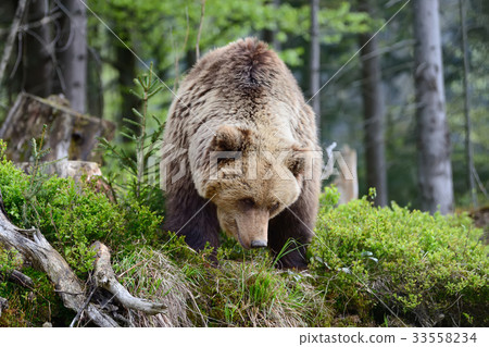 Big brown bear in the forest 33558234
