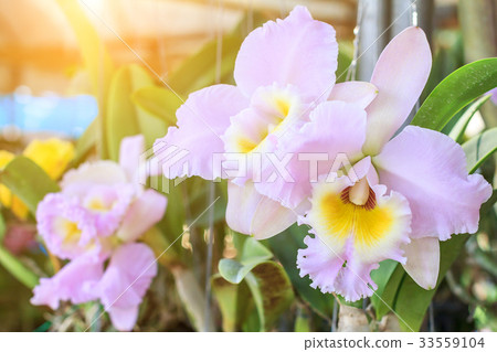Orchid flower in garden at winter or spring day. 33559104