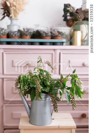 Herbal plant: Indian pokeweed. Phytolacca acinosa Herbal plant: Indian pokeweed. Phytolacca acinosa 33559338