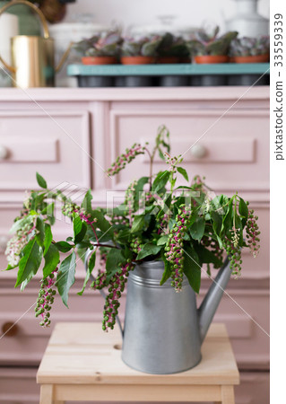 Herbal plant: Indian pokeweed. Phytolacca acinosa Herbal plant: Indian pokeweed. Phytolacca acinosa 33559339